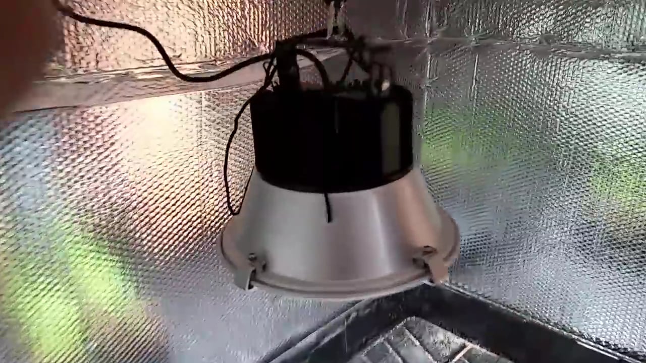 Spectrum King LED 400 Grow Lights Vs Kind K5 XL750 Illumitex Neo Sol DS 1000watt HPS Day 1 on