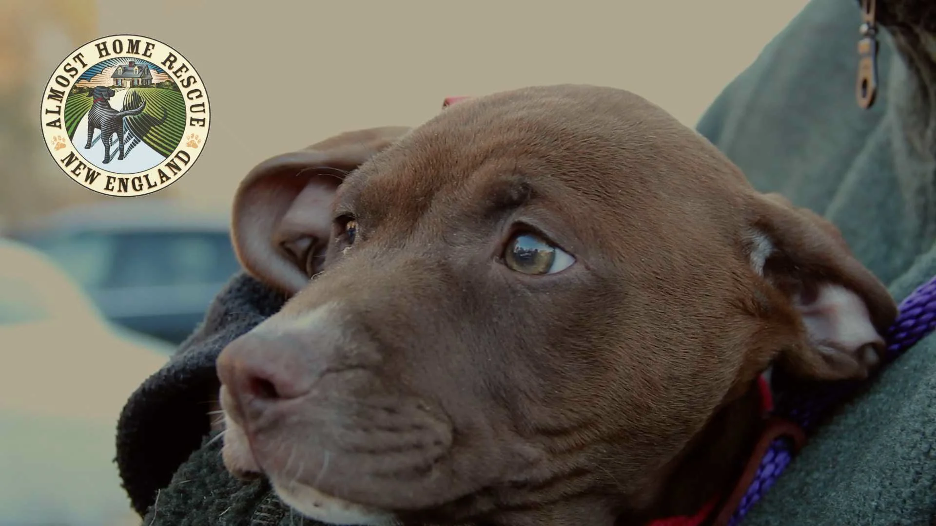 Foster Carers Animal Jerry Green Rescue Centre Almost Home Rescue - Main Image