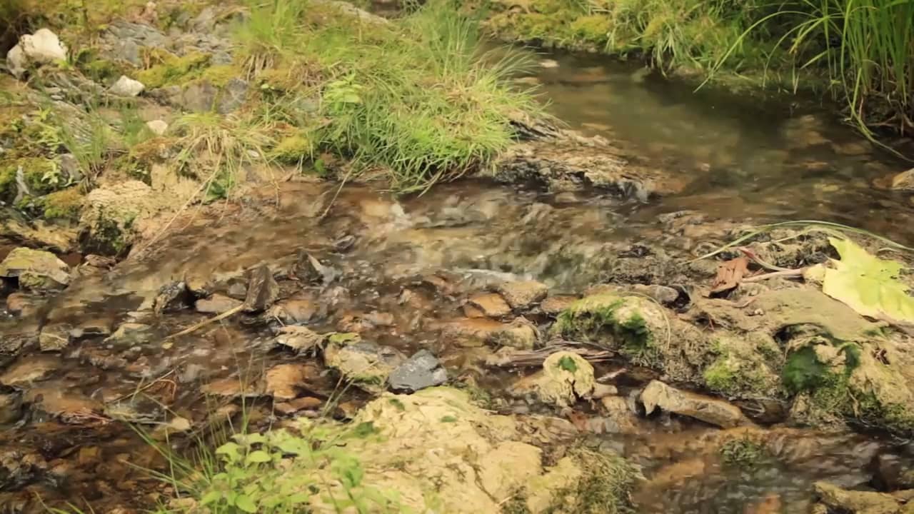 Дуэт веселуха калины куст