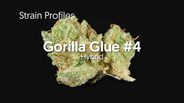Gorilla Glue #4 (marijuana review) – The Denver Post