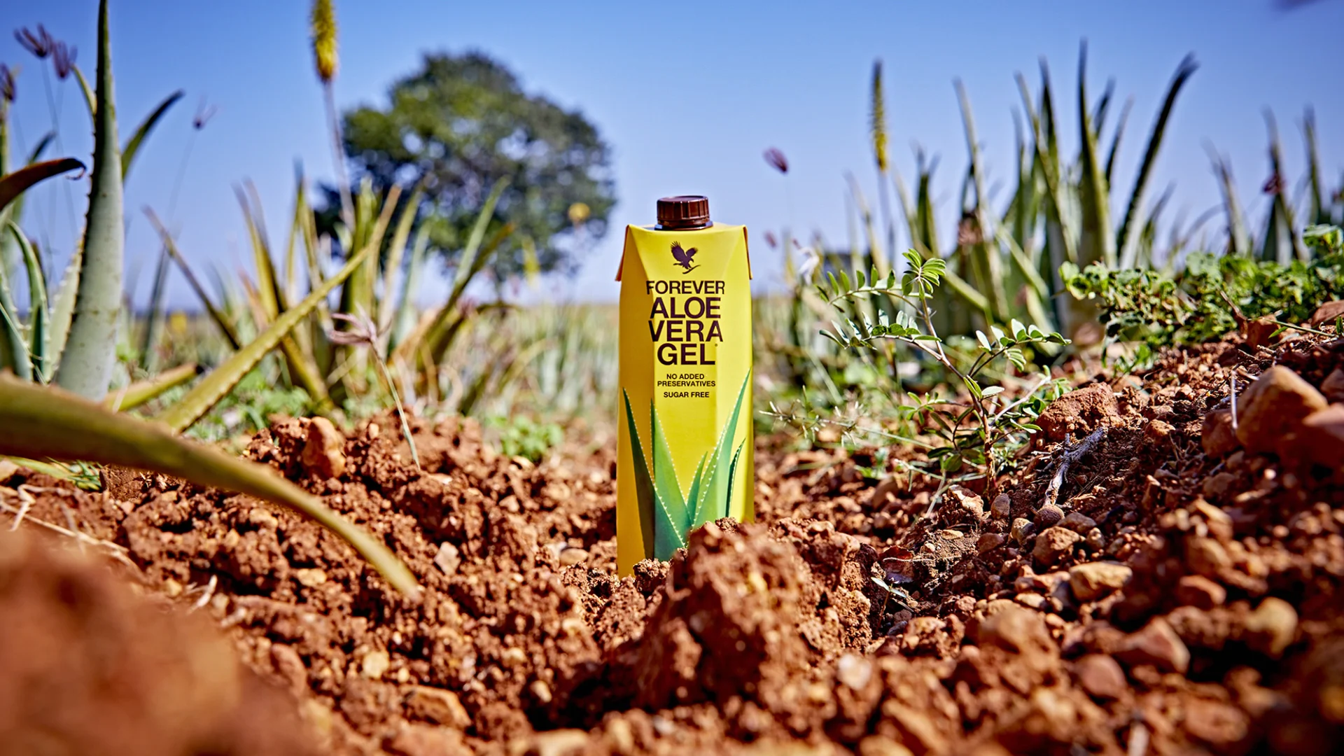 Forever Living Aloe Vera Gel Drinks