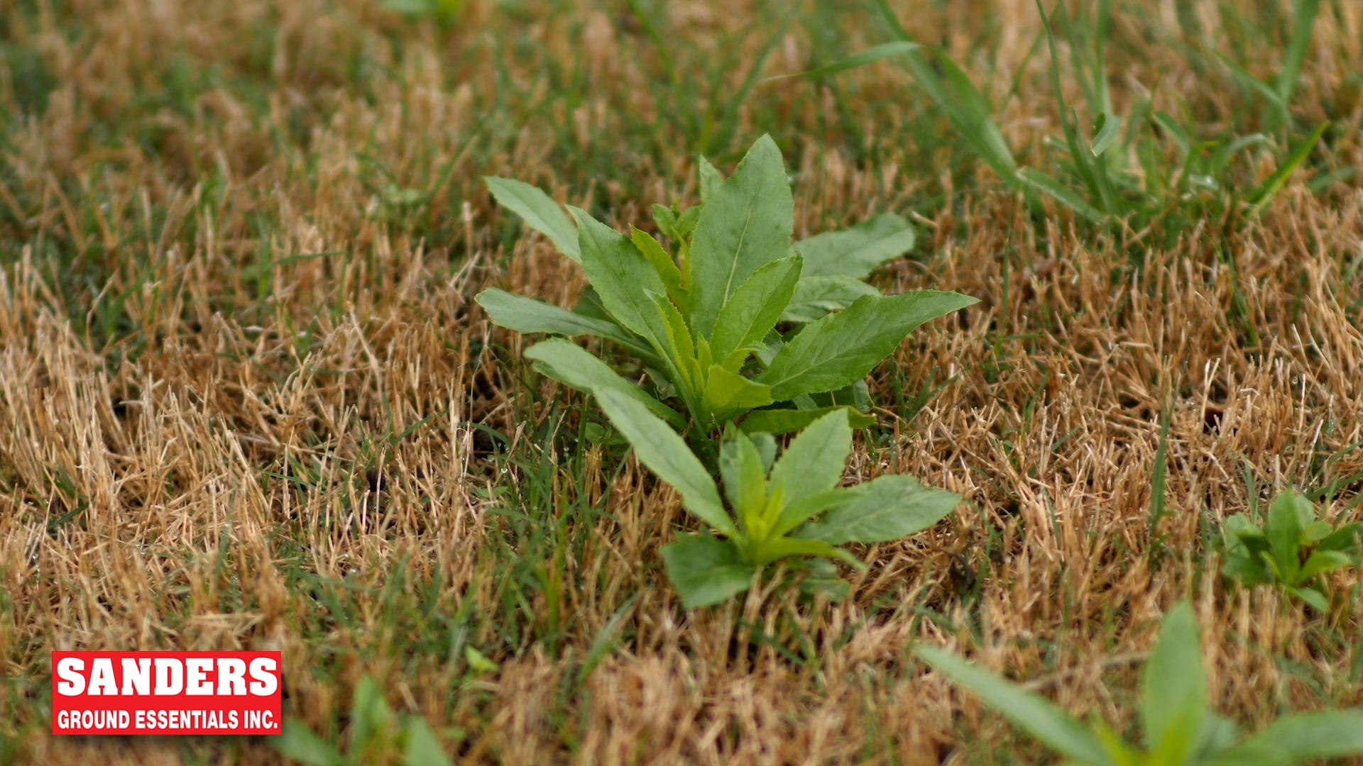 Sanders Ground Essentials Let's Get Growing Turf Tip American Burnweed on Vimeo