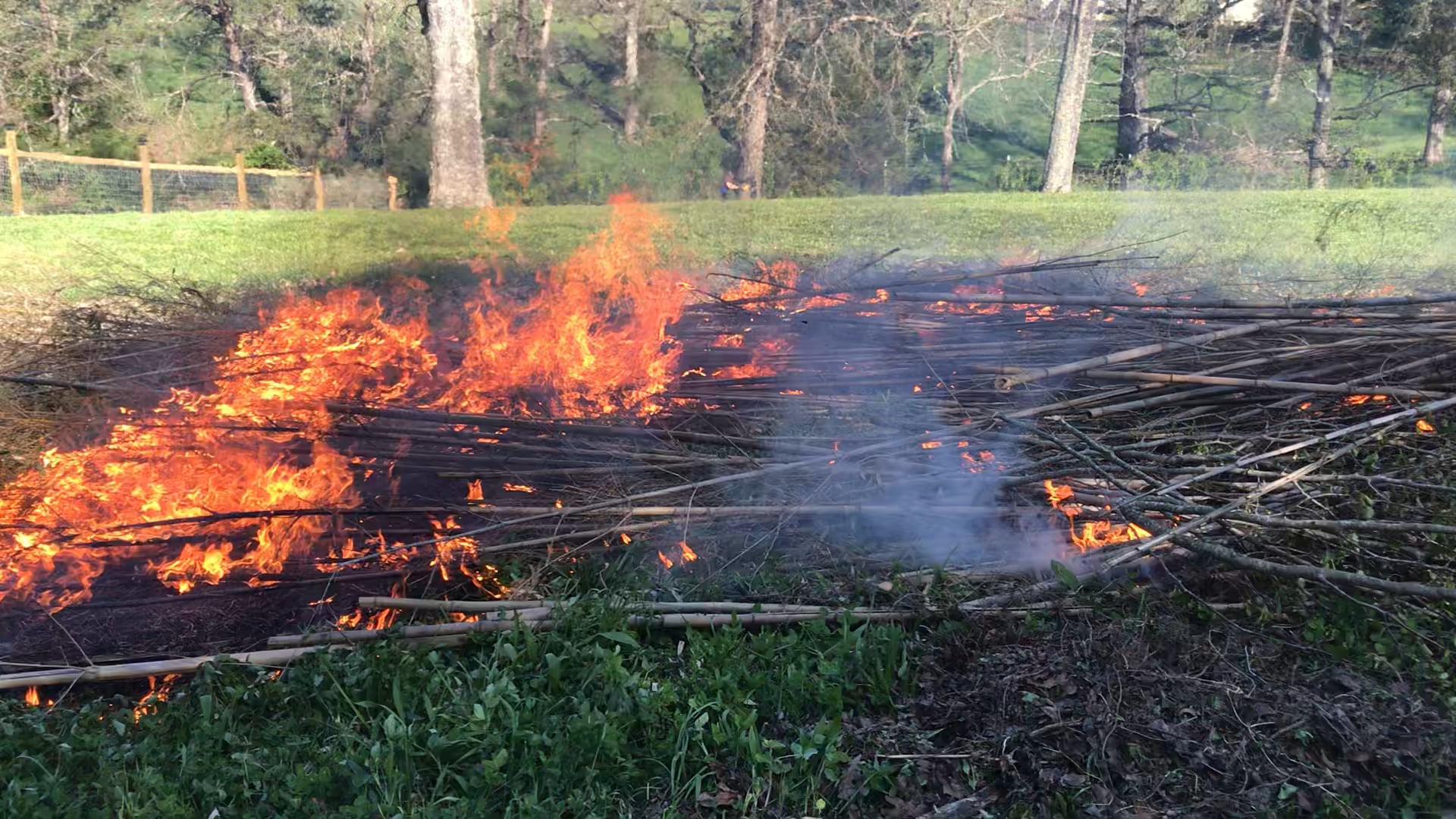 Bamboo on fire exploding on Vimeo
