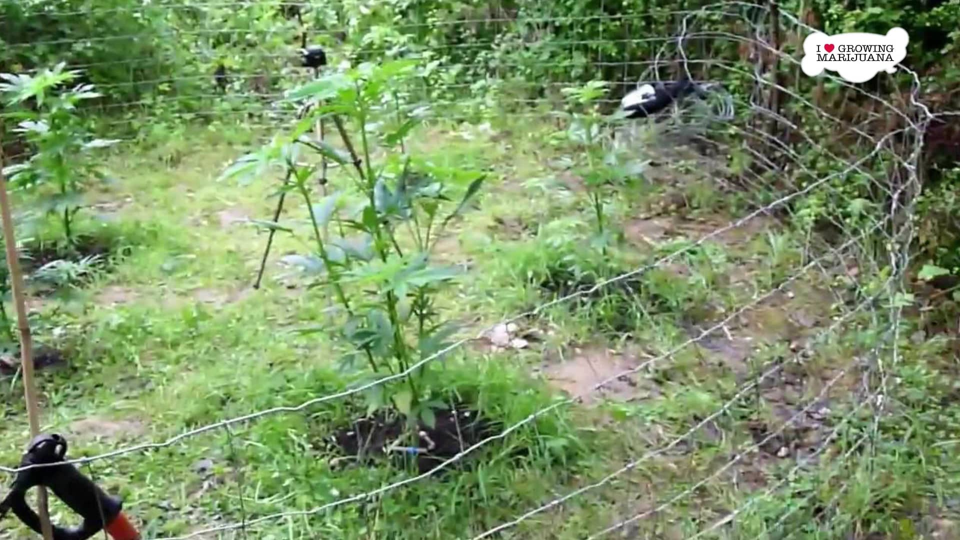 7 ways to keep pests off your marijuana plants on Vimeo