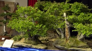 Exposició de Bonsais del CER