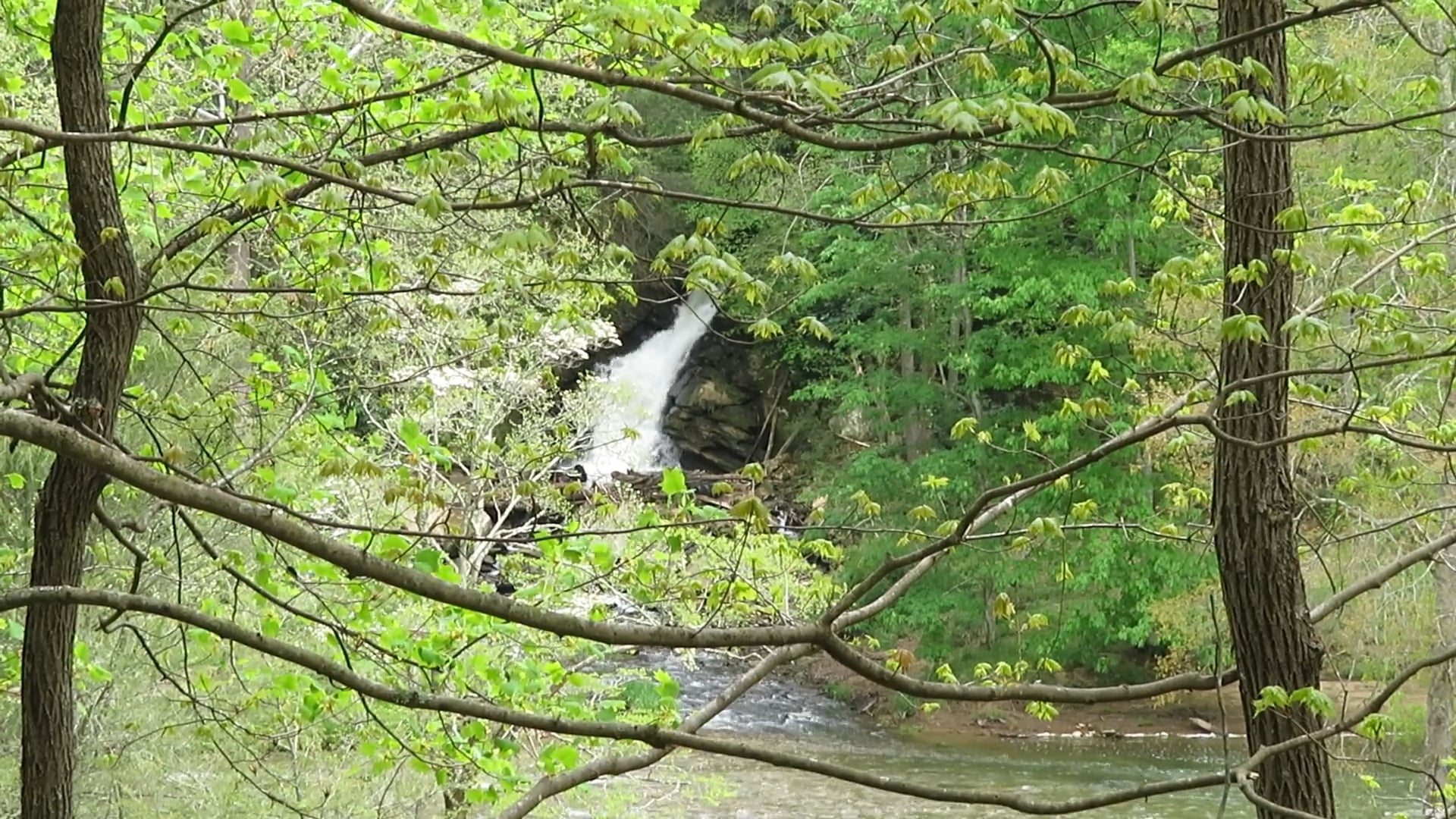 Creek Exits Hillside into Big Reed Island Creek on Vimeo