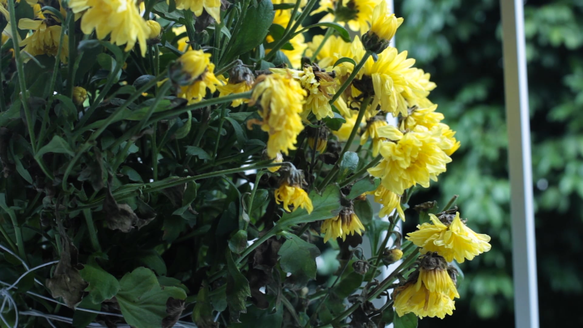 Pelo Telefone (Curta metragem)