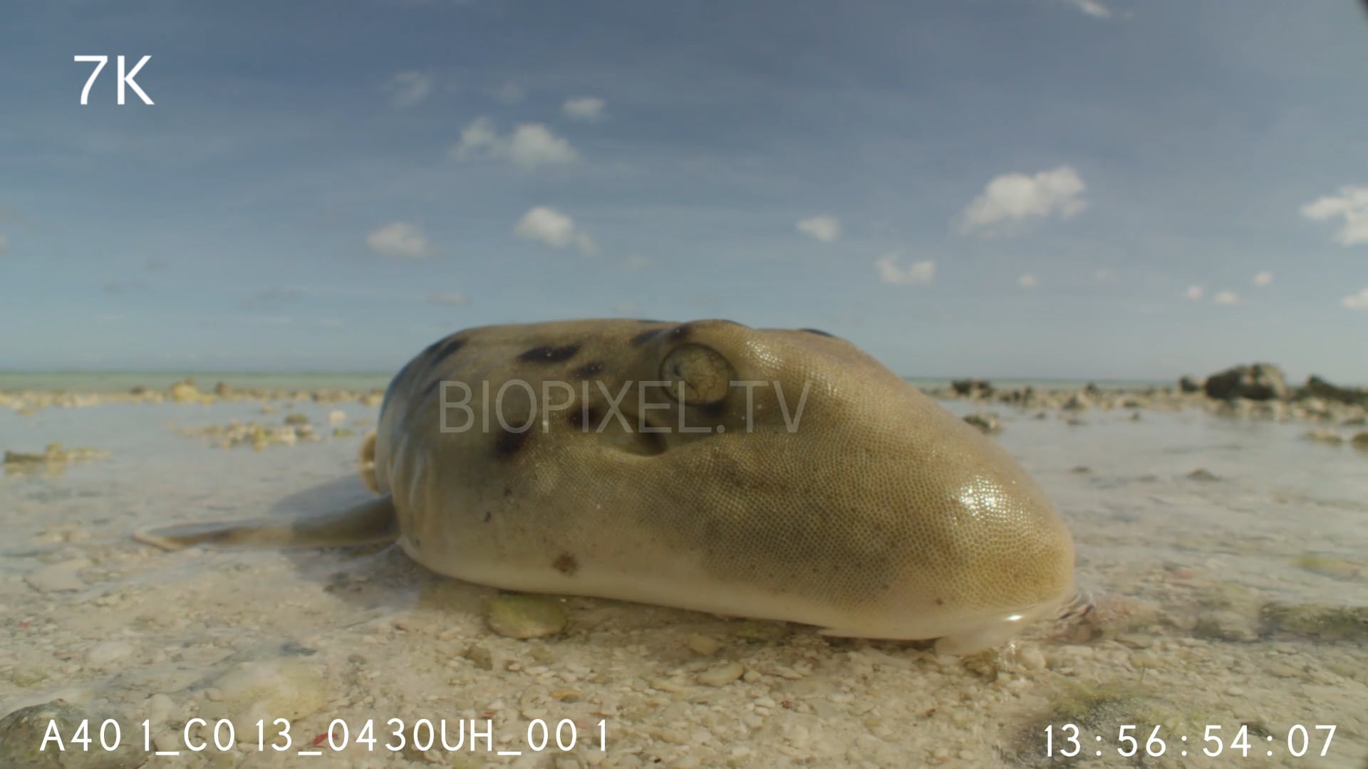 4K Sharks Epaulette Shark - Epaulette shark walking across reef at low ...