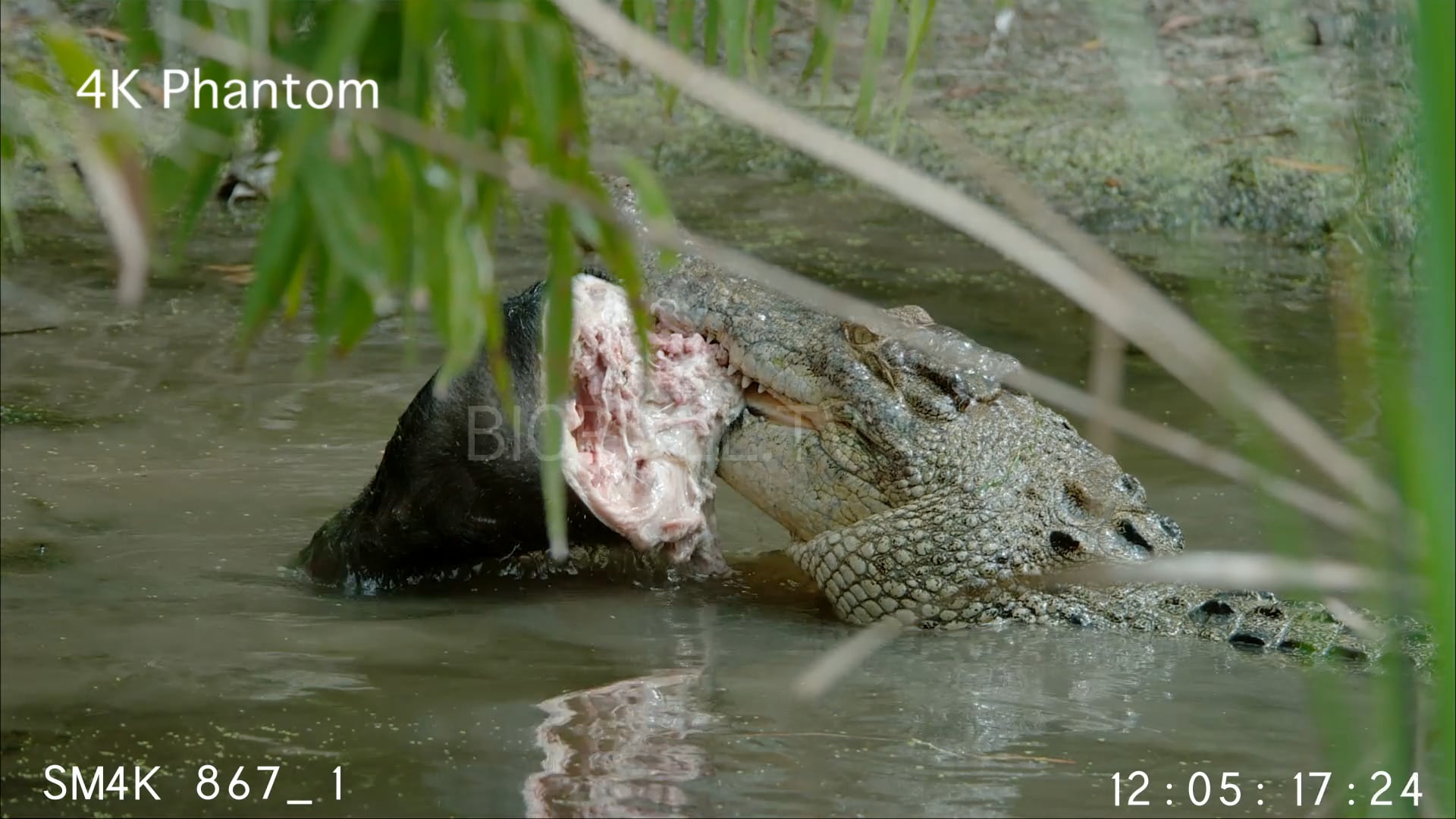 Invasive Species - Two Saltwater Crocodiles Feeding On Pig Slow Motion ...