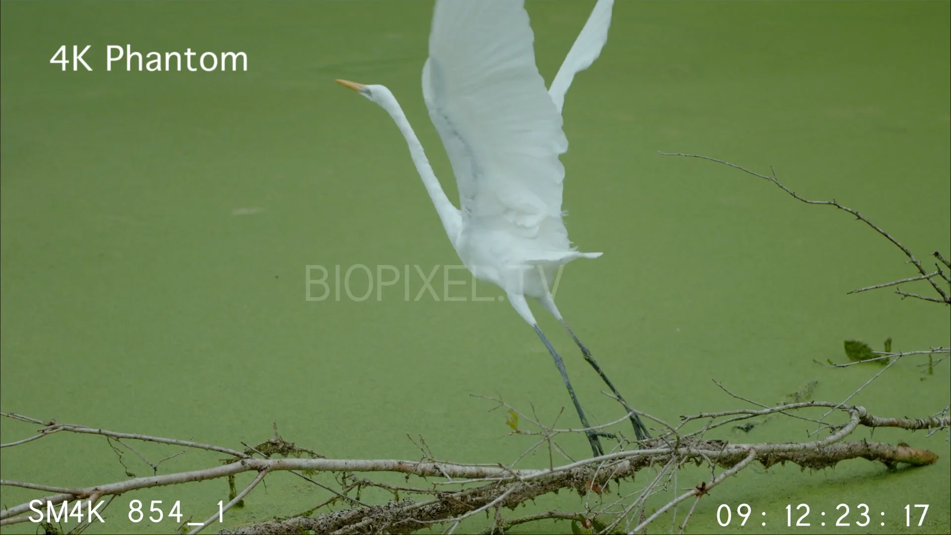 rainforest-egret-flying-in-wetland-slow-motion-500-frames-per-second