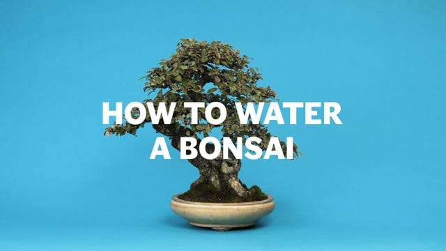 Bonsai Mirai - Artist