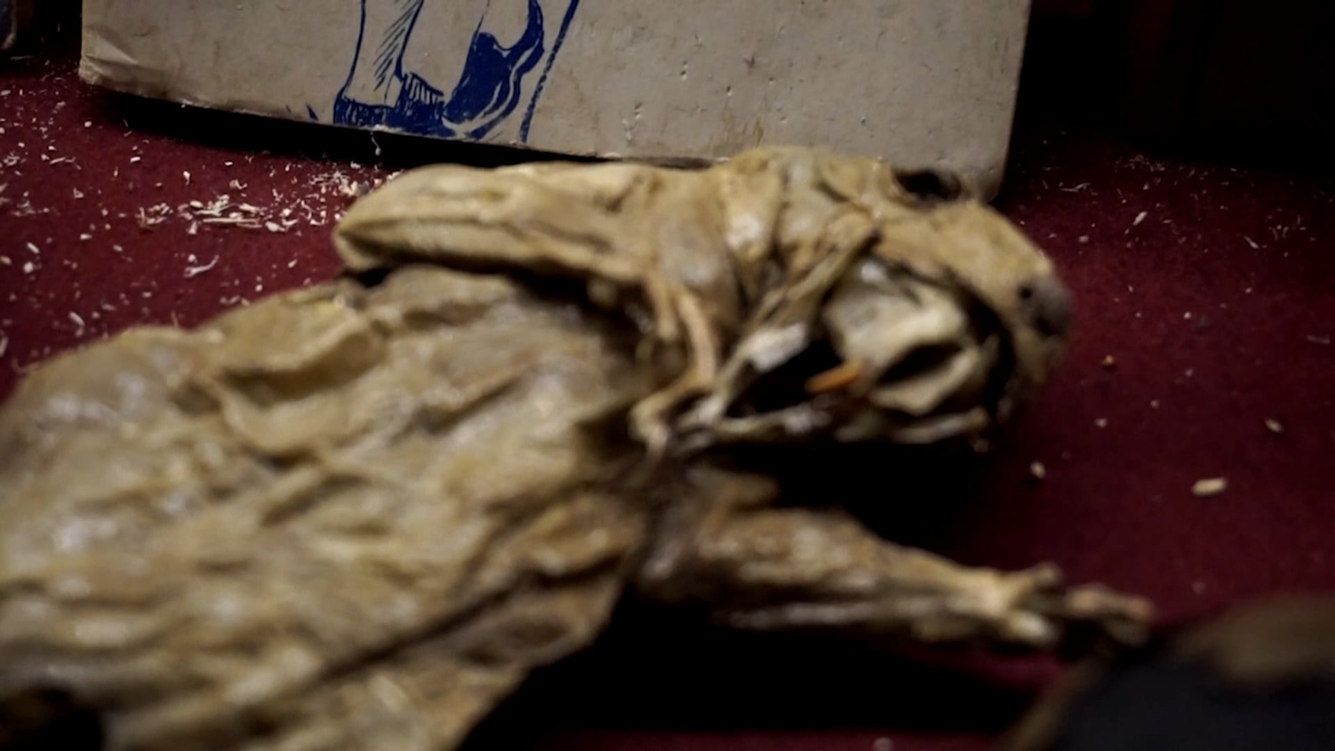 Viktor Wynds Cabinet of Curiosities - promotional video