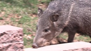 Cameron Park Zoo's New Javelinas