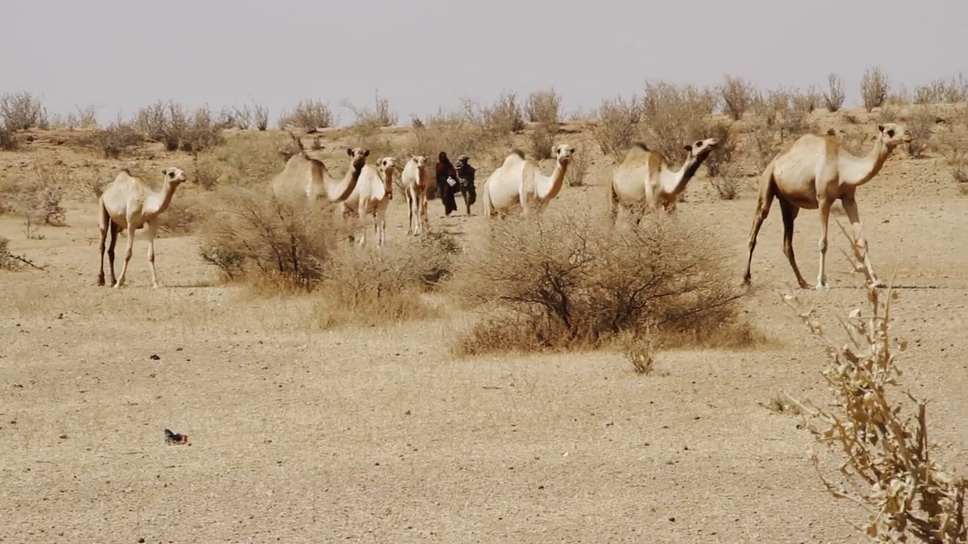 SAUDI ARABIA - ECUADORIAN PRESIDENT