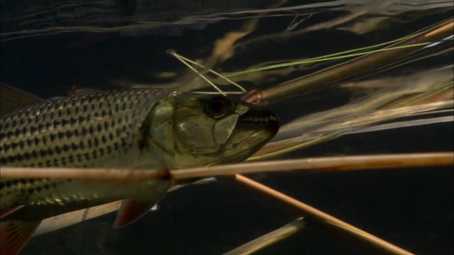 Tigerfish. Africa's Piranha