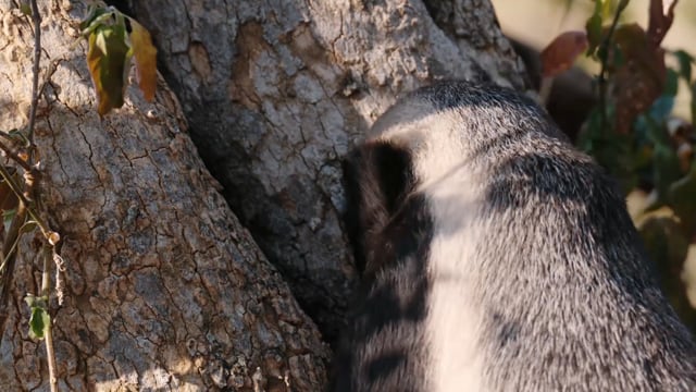 Badger Tough