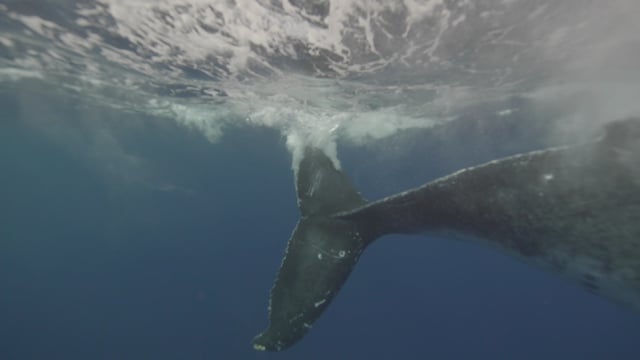 Tonga Whales 