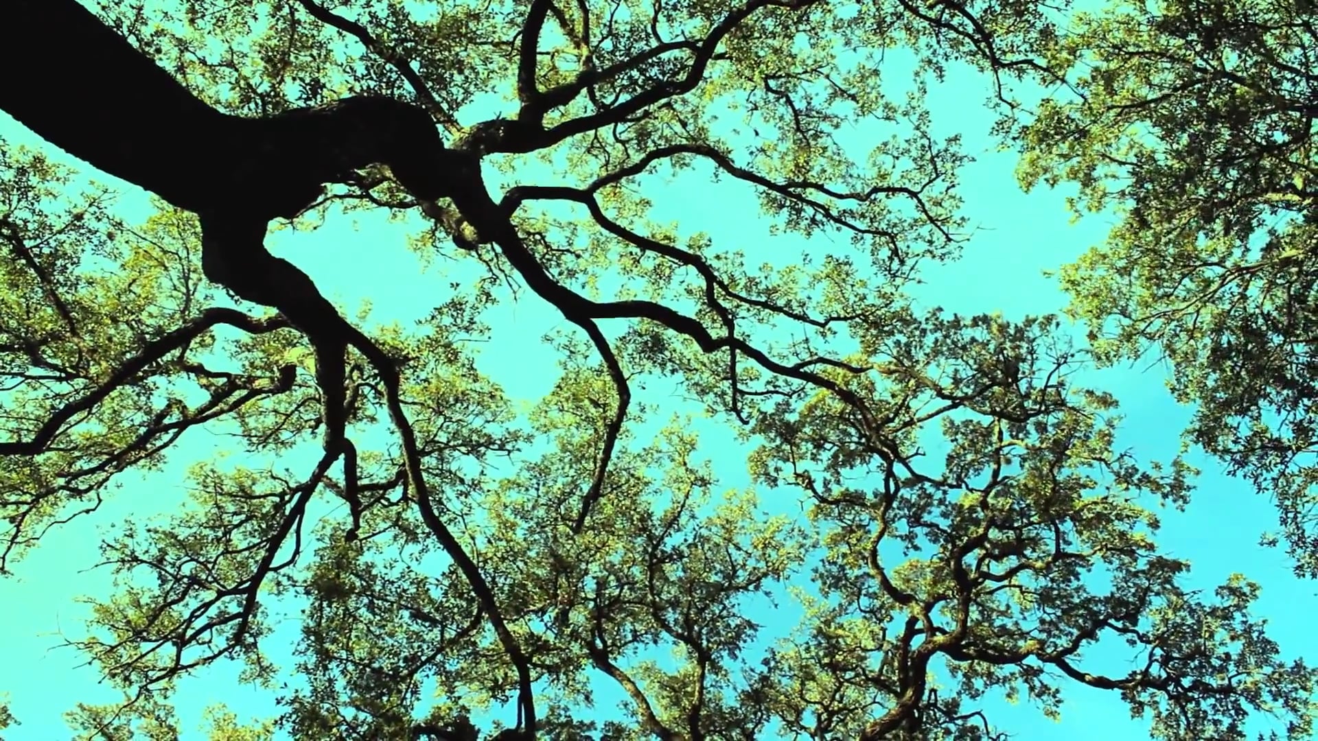 Green - Experimental