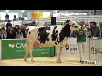 Vacas ata 36 meses