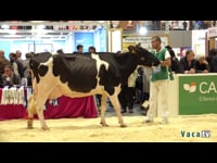 Vacas de 3 a 4 anos