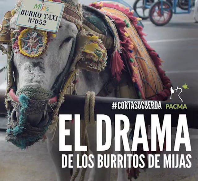 Pacma inicia una campaña para que Mijas suprima los burro-taxi 