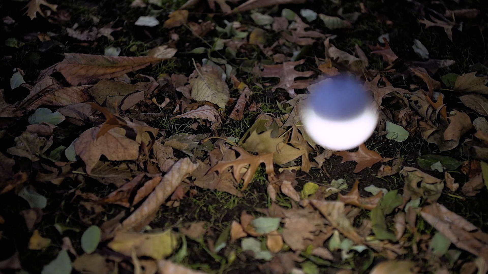 Whiteout, 2017 - Directors Cut