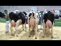 Vacas con máis de 5 anos