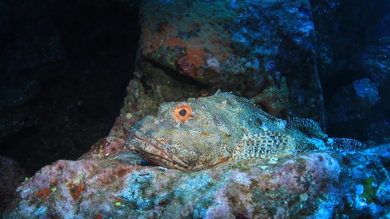 Underwater Videos