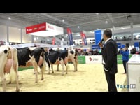 Vaca gran campiona