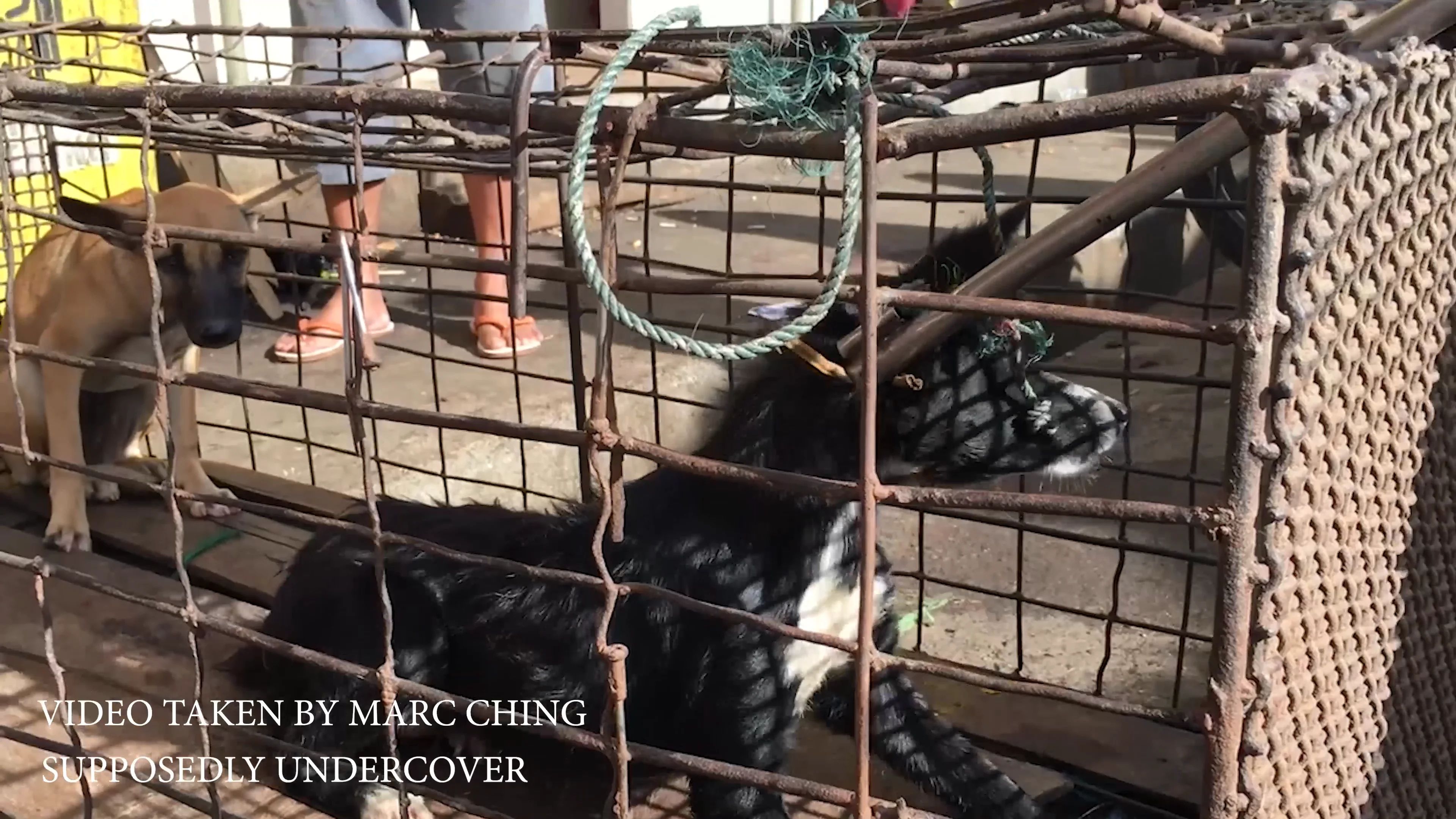 Did Marc Ching Stage the burning of a dog in Tomohon Market, Indonesia?