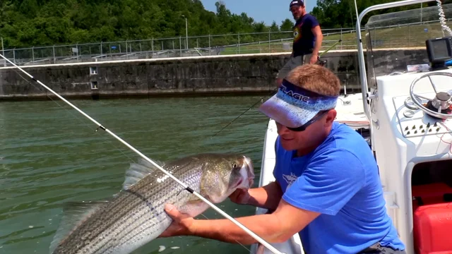 Of Circles & Stripers: Tips & Tactics For Hooking Up - The Fisherman