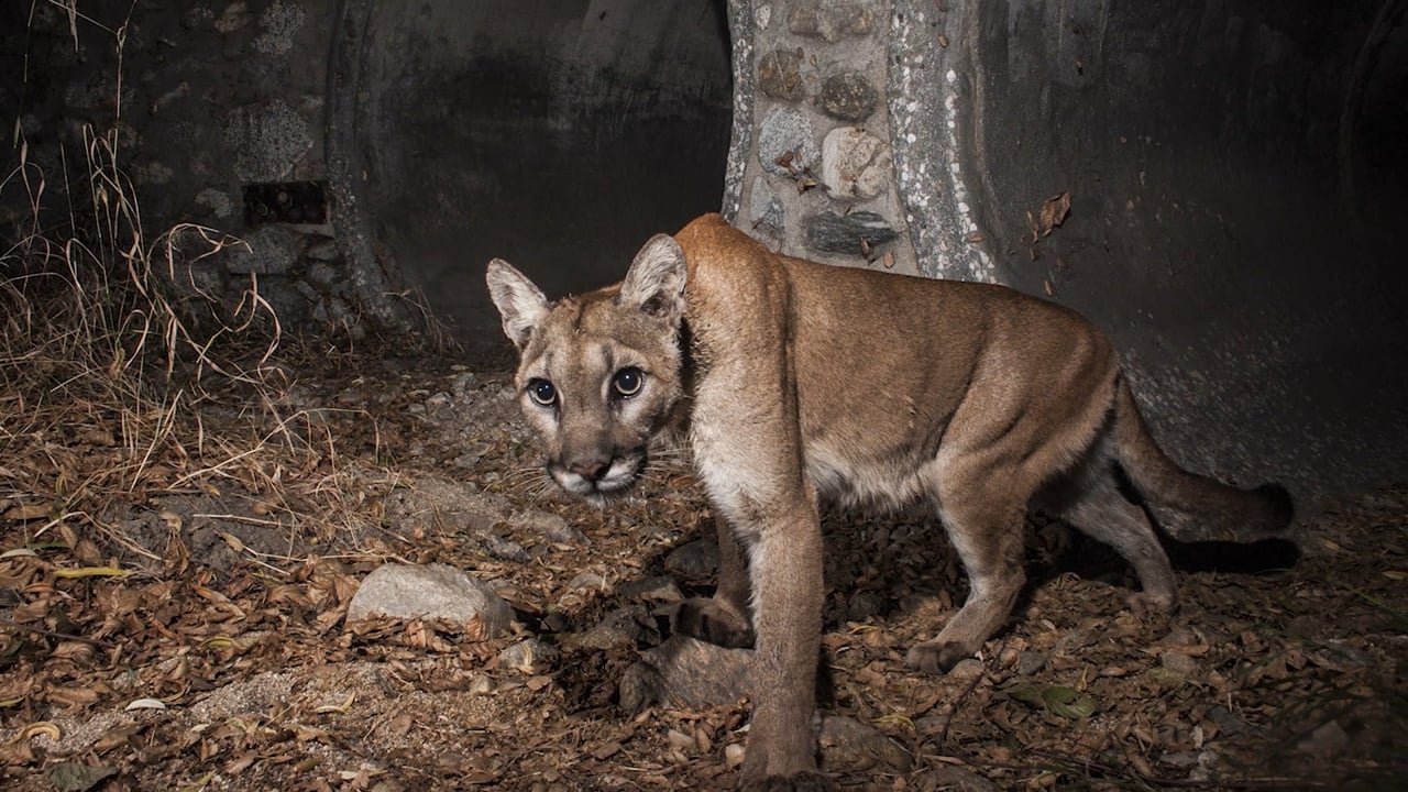 Camera Trappers featured in "Growing Habitat: LA’s Wildlife & Descanso"