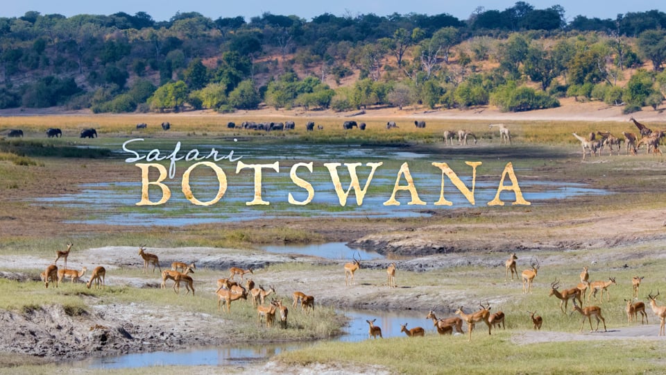 Safari Botswana | Mouvement de flux accéléré - 4K