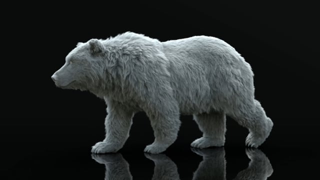 Grizzly Bear Breakdown