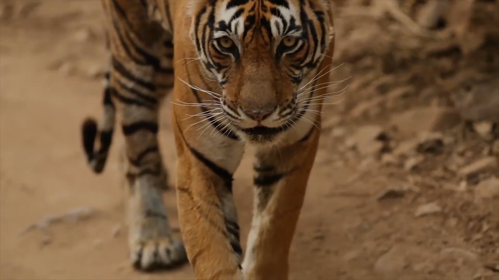 'NOOR' Queen-of-Ranthambore