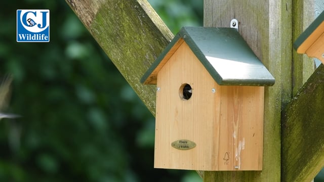 CJ Wildlife Malta Nest Box