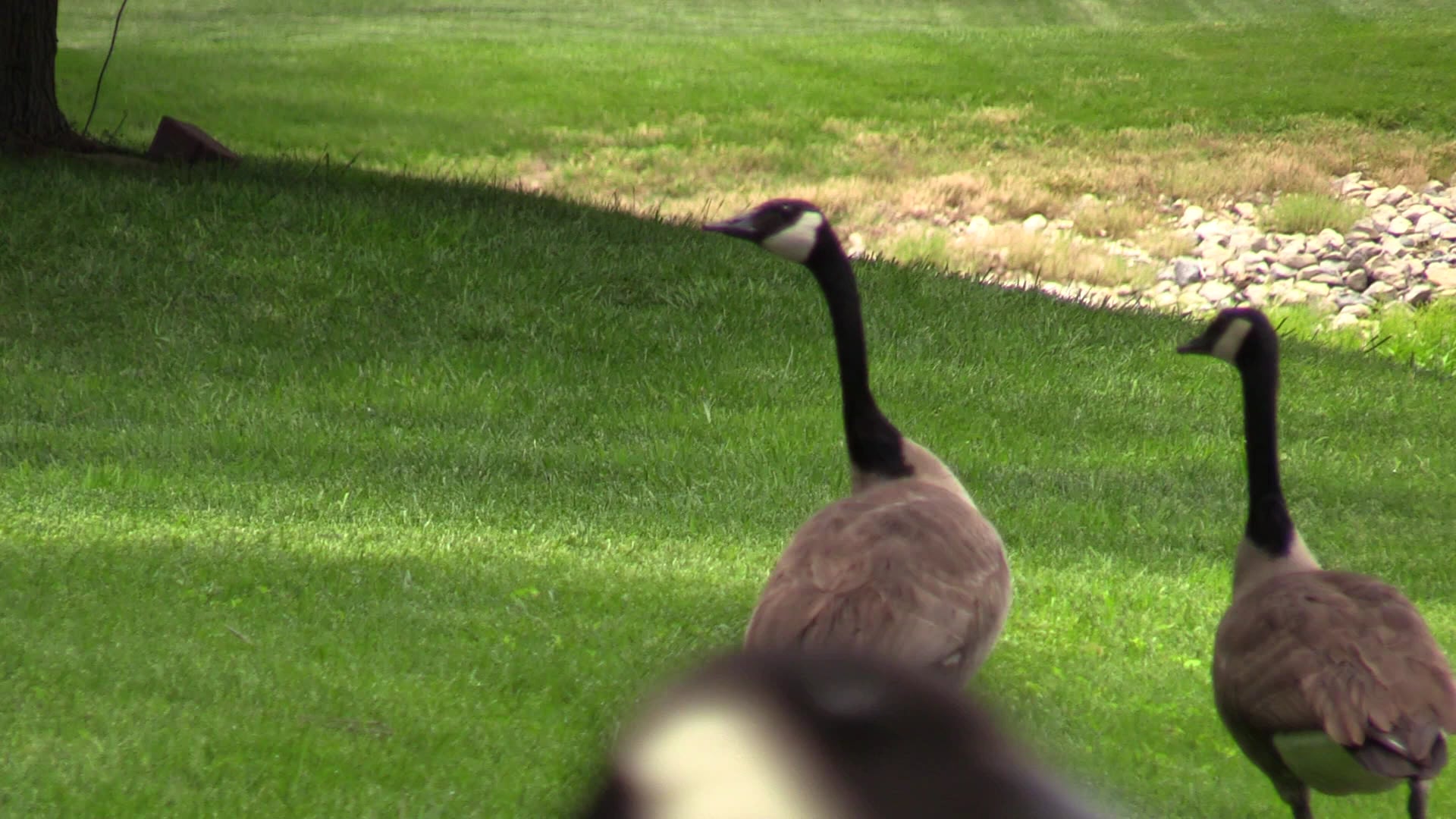 Concerned Goose. on Vimeo
