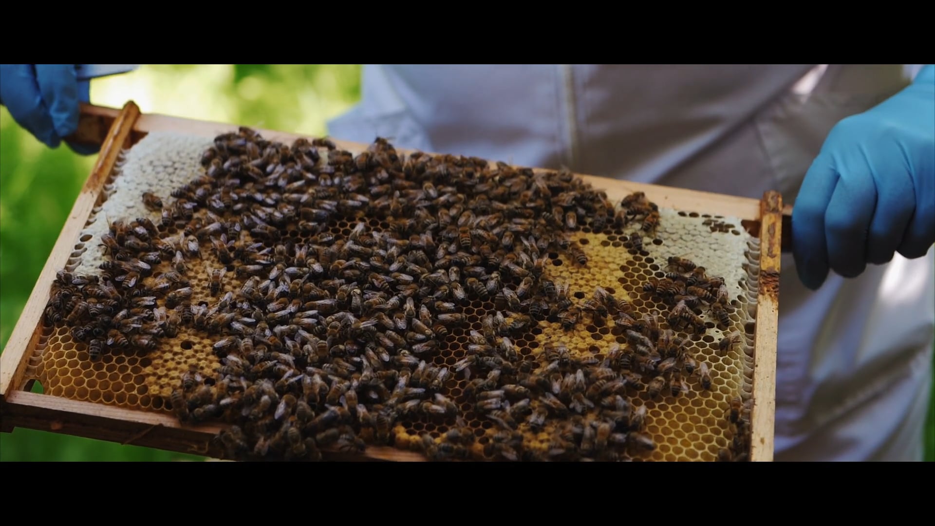Asda Bee Project on Vimeo