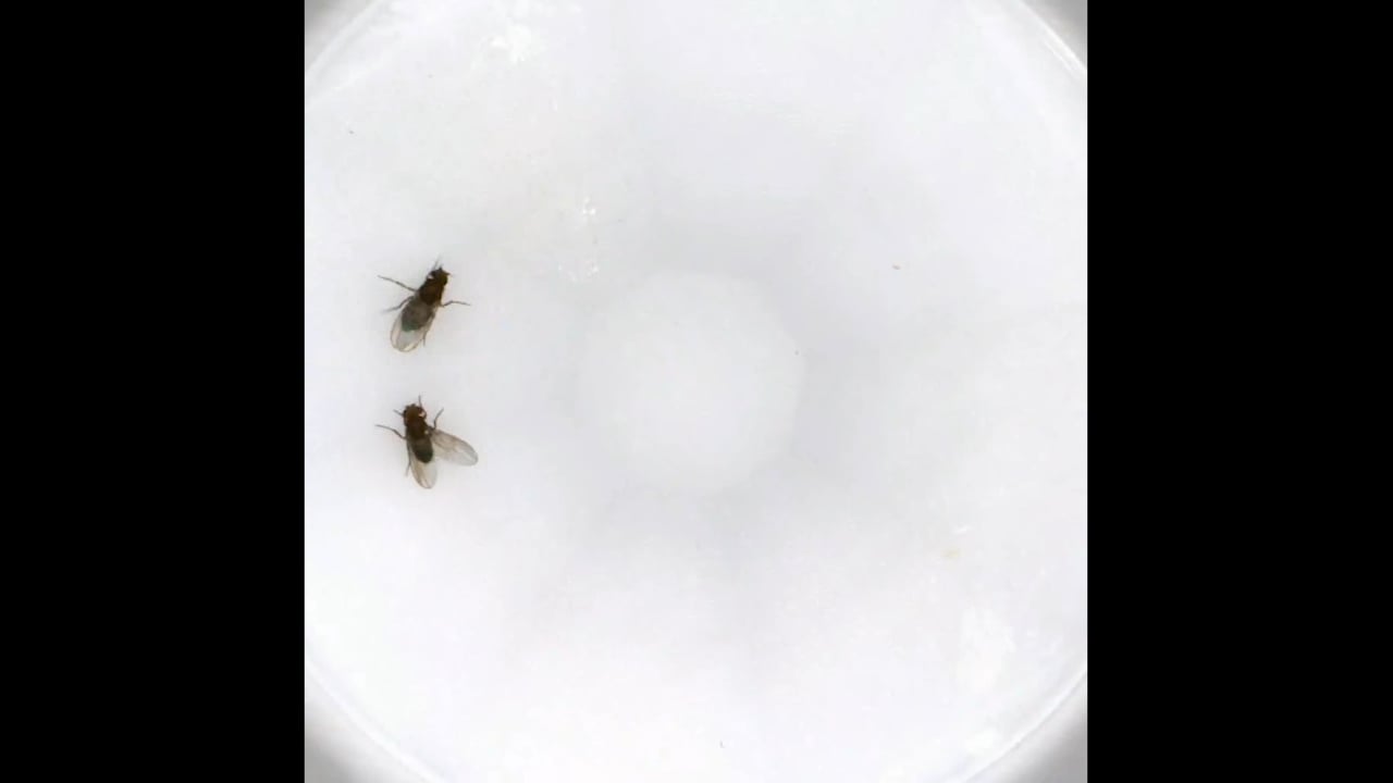 Researchers Discover How Fruit Flies Know to Mate with Their Own