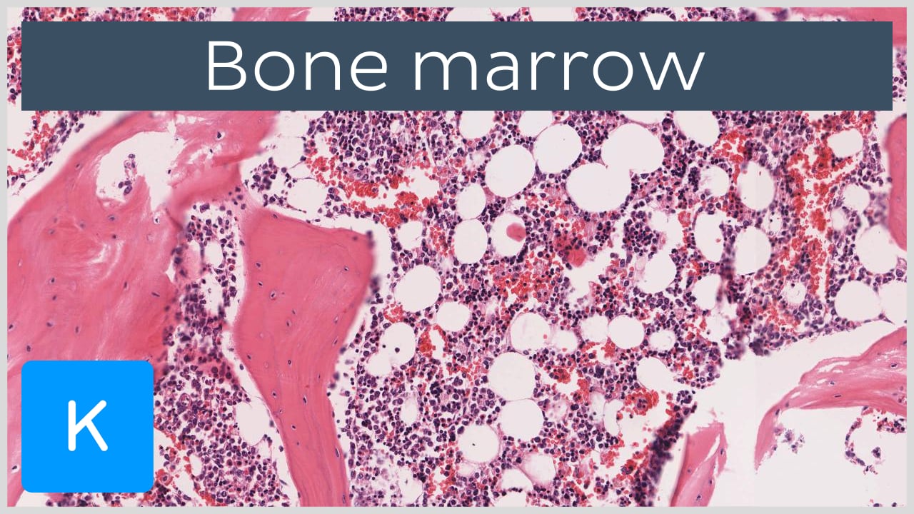 Særlig lommeregner venskab Bone marrow: Histology, types and features | Kenhub