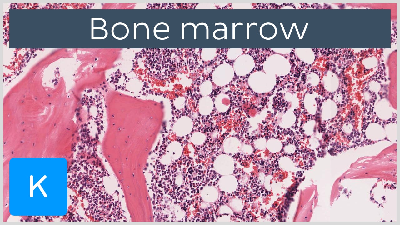 normal trabecular bone histology