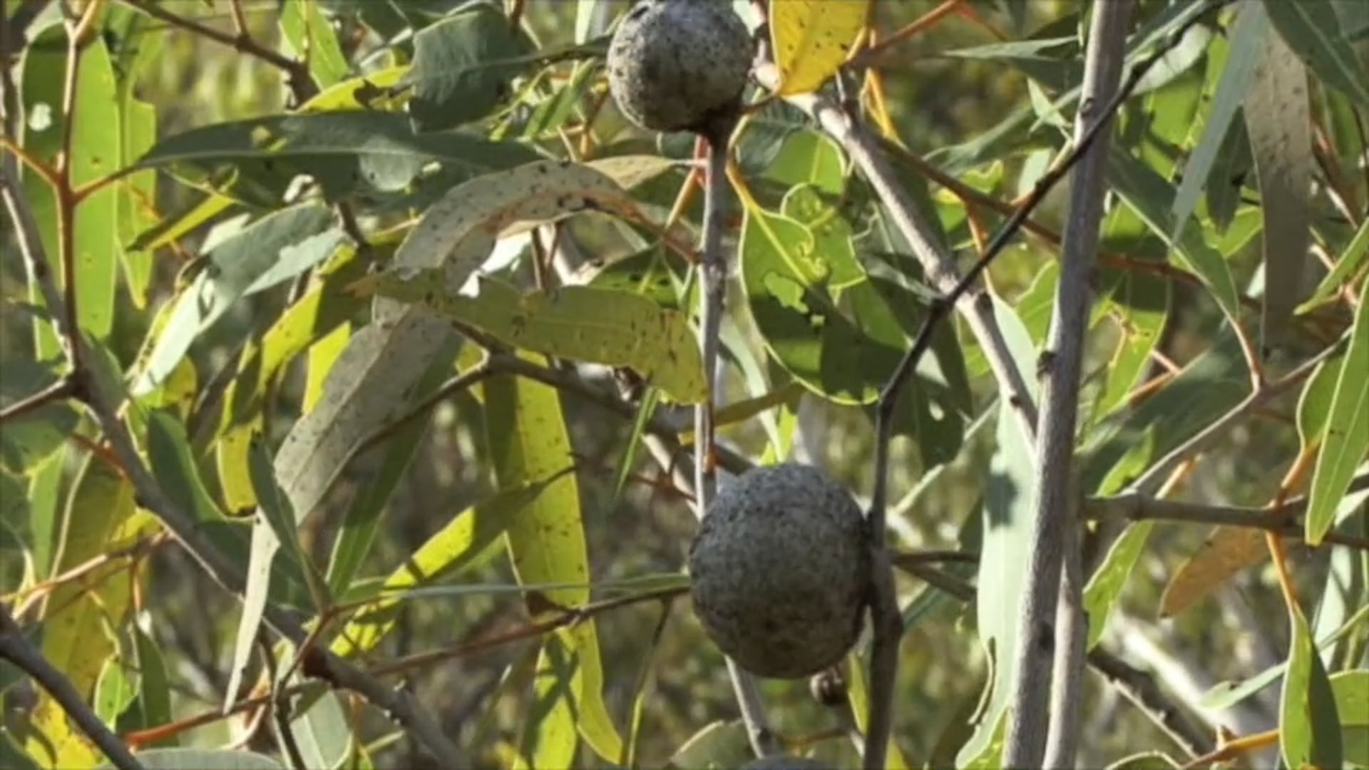 Barlabil - Bush Coconut