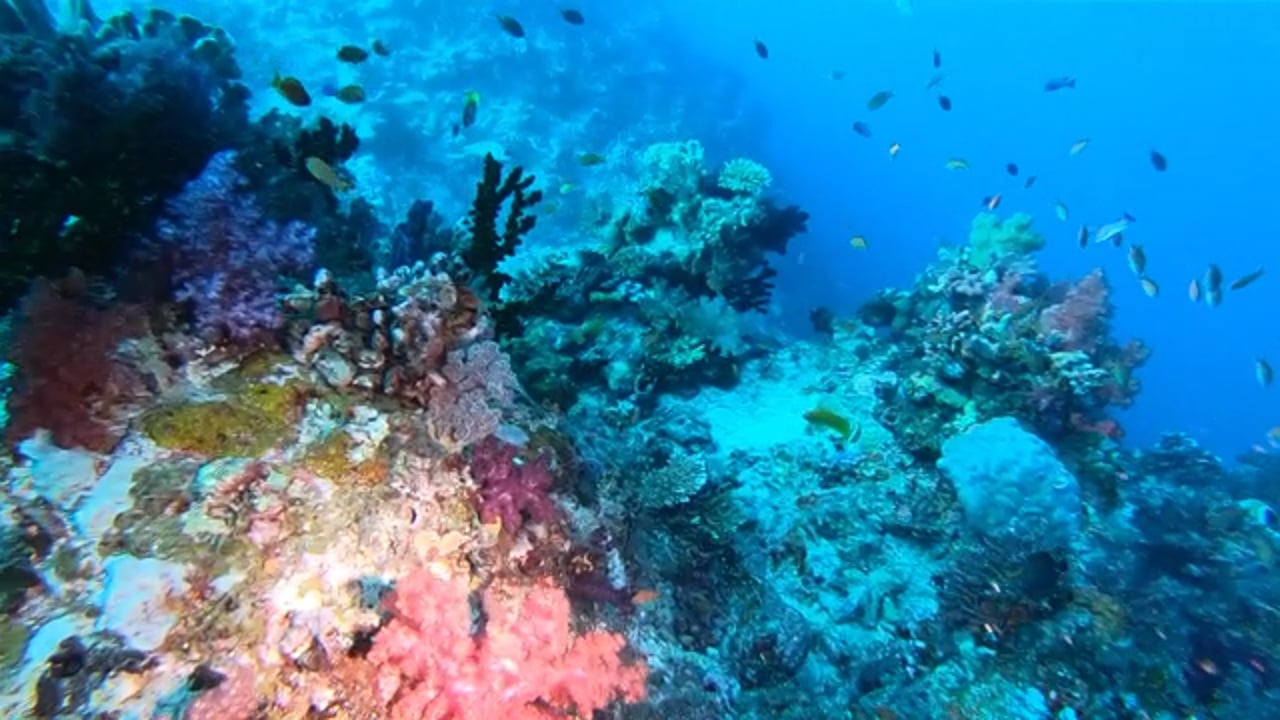 Diving the Great White Wall, Rainbow Reef, Taveuni, Vanua Levu, Somosomo Strait, Fiji