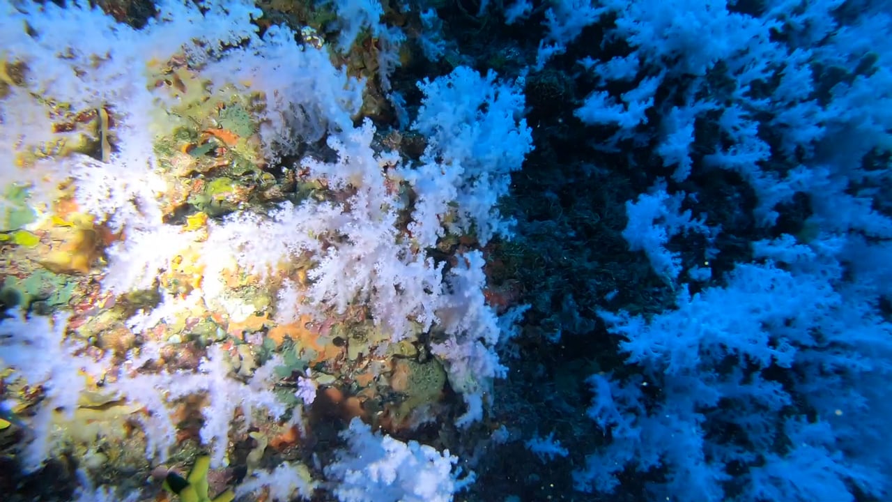 Diving the Great White Wall of blooming soft coral at Rainbow Reef, Fiji