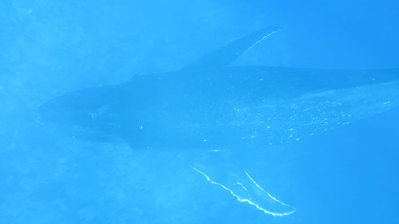 Humpback whale calf (baby) swims underneath us next to the boat moored off Palmerston Island in the Cook Islands
