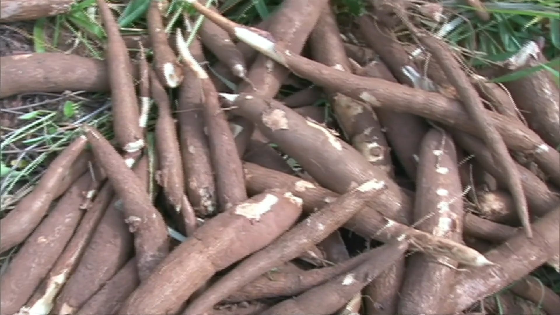 Foodie - Tapioca Origins on Vimeo