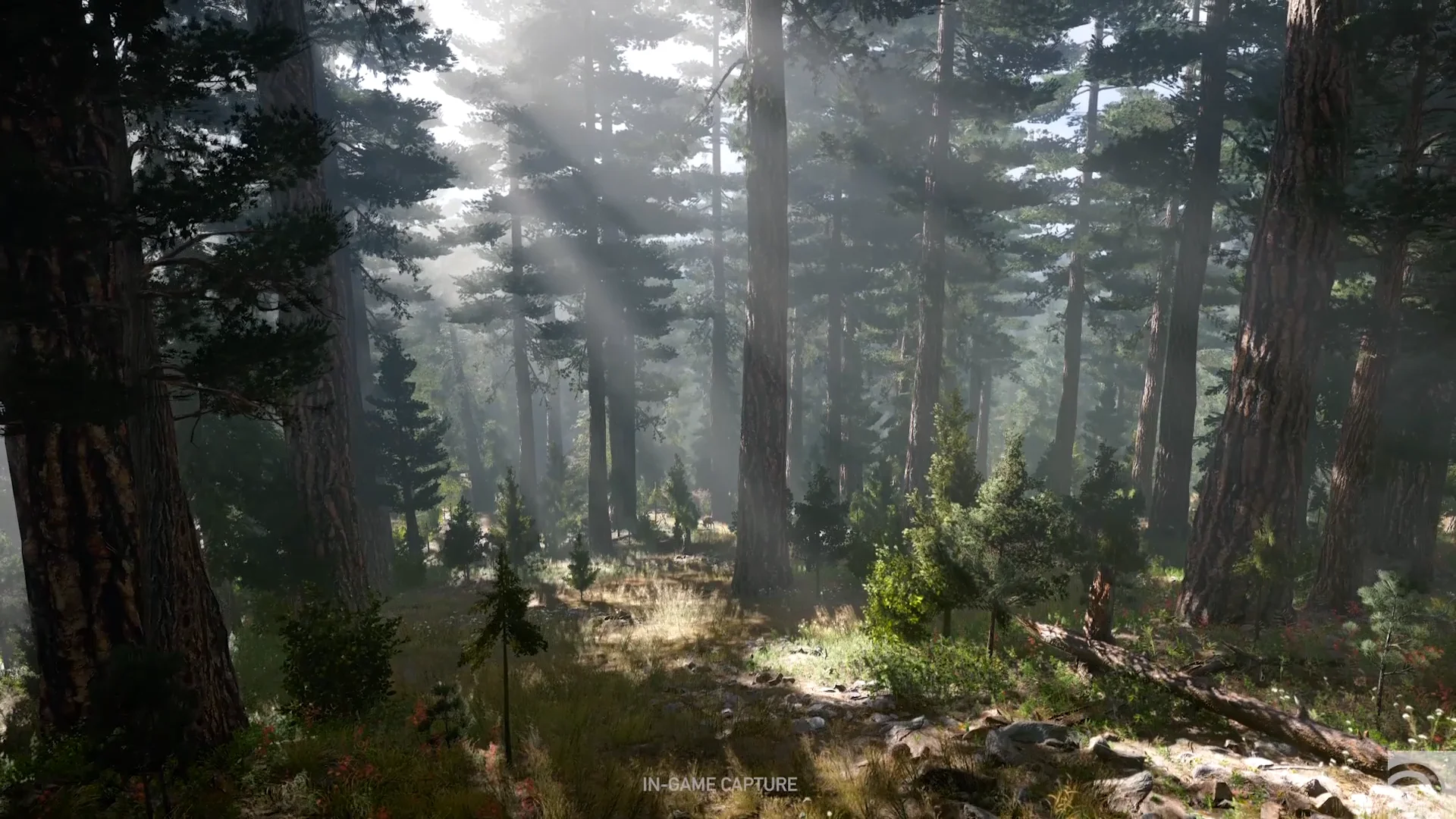 Far forest. Far Cry 5 лес. Far Cry 5 Landscapes. Ubisoft far Cry 5. Фар край 5 природа.