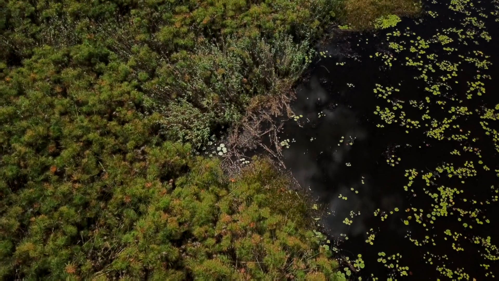 Okawango 1HD