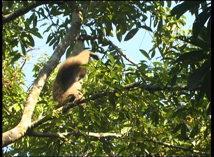 GIBBON TRAILER on Vimeo