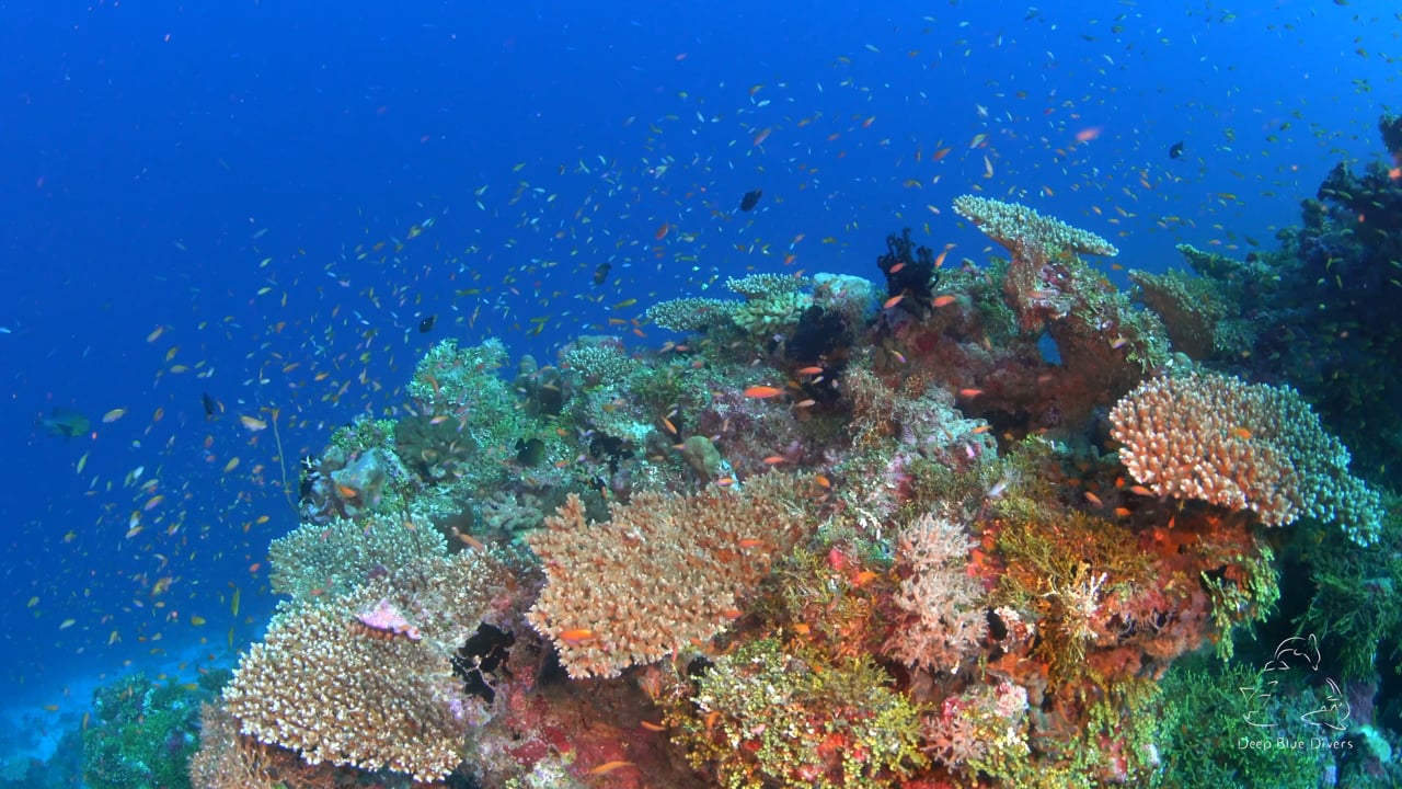 Deep Blue Divers | May Highlights 2018